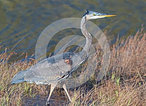 Great blue heron bird standing in the river ready to hunt. Selective focus  close up