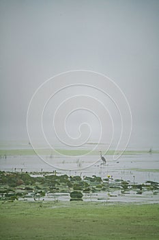 Great Blue Heron Bird stands in shallow waters of a river on a misty morning at sunrise