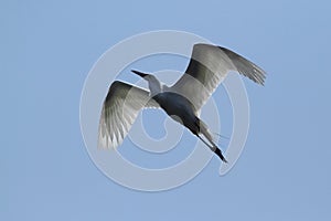 Great Blue Heron bird