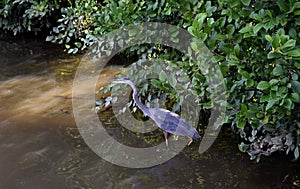 Great Blue Heron Bird in Water