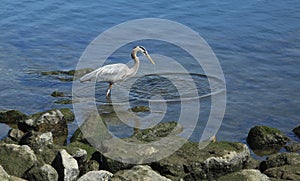 Great Blue Heron Bired