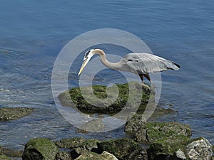 Great Blue Heron Bired