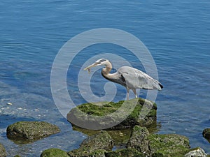 Great Blue Heron Bired