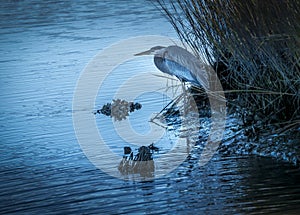 Great Blue Heron At Blue Hour