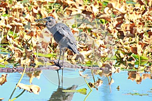 Great blue heron with bluegill