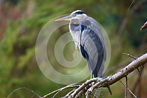 A great blue heron on a branch.