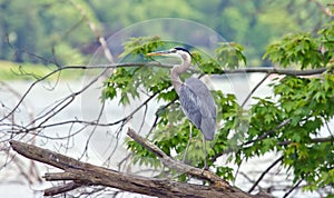 Great Blue Heron on a branch