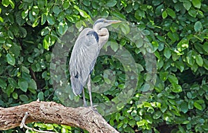 Great Blue Heron on a branch
