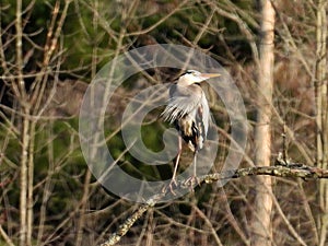 Great Blue Heron on branch staring at warm sunset in springtime photo