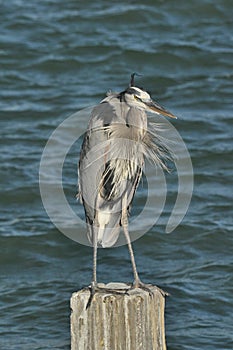 A Great Blue Heron braves a strong breeze.