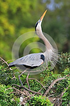 Great Blue Heron in breading display.