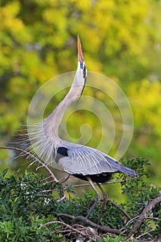 Great Blue Heron in breading display.