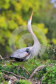 Great Blue Heron in breading display.