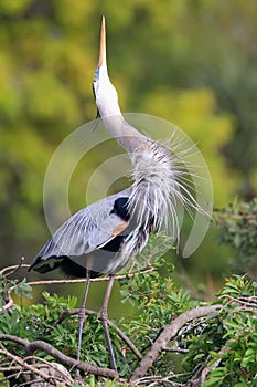 Great Blue Heron in breading display. It is the largest North Am