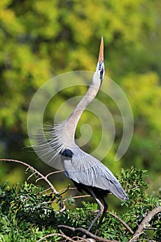 Great Blue Heron in breading display. It is the largest North Am