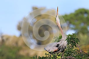 Great Blue Heron in breading display. It is the largest North Am