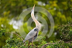 Great Blue Heron in breading display. It is the largest North Am