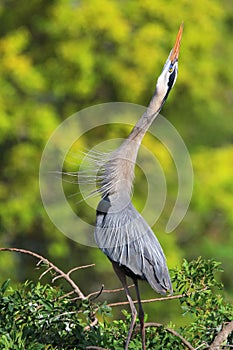 Great Blue Heron in breading display. It is the largest North Am