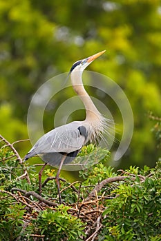 Great Blue Heron in breading display. It is the largest North Am