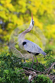 Great Blue Heron in breading display. It is the largest North Am