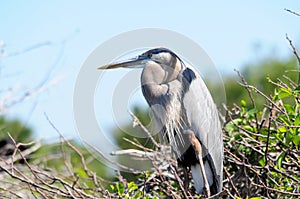 Great blue heron breeding plumage