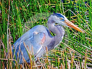Great Blue Heron, in breeding plumage, hunting in an Everglades marsh pond