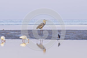 Great Blue Heron at Bunche Beach Preserve photo