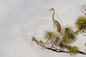 Great Blue Heron calling while perched in a pine tree - Venice,