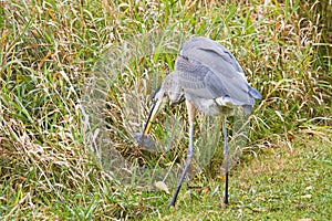 Great Blue Heron With Captured Rodent In Tall Grass