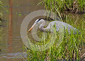 Great Blue Heron Captures a Meal in a Wetland