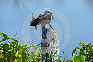 Great Blue Heron with a cat fish close up, royalty free stock phot.