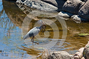 Great Blue Heron with catch