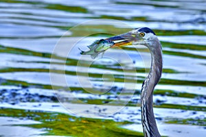 Great Blue Heron catches a Bluegill in High Dynamic Range