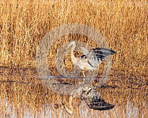 Great Blue Heron catches a frog and debris