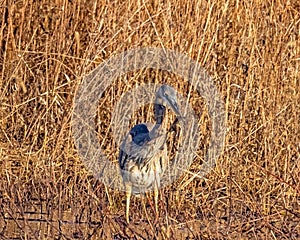 Great Blue Heron catches a frog and debris