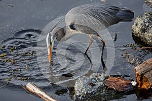 Great blue heron catches a little fish on the edge of Ogden Point breakwater on a spring evening