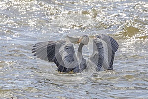 Great Blue Heron catching a fish