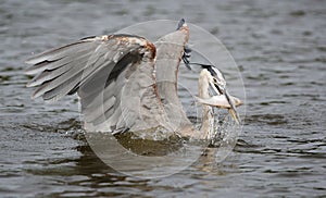 Great Blue Heron catching a fish