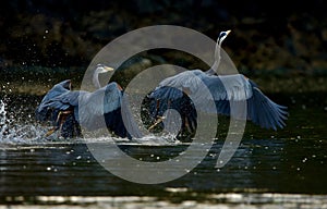 Great Blue Heron chases a rival away from its fishing spot early in the morning