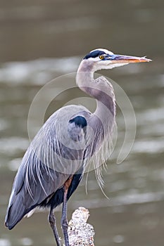 Great Blue Heron on the Chattahoochee River in Atlanta, Georgia