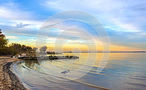 El gran azul garza sobre el bahía Playa sobre el atardecer 