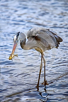 Great Blue Heron in a Chesapeake Bay pond with a fish in its beak