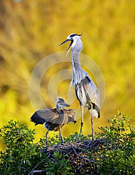 Great Blue Heron and chick at rookery