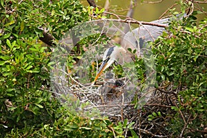 Great Blue Heron with chicks in the nest.