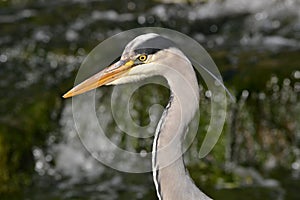 Great blue heron close up