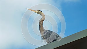 An adult white stork looking through the sky on the roof, Great blue heron close up, Ciconiidae family, Ciconiiformes photo