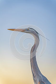 Great blue heron close-up against the clear sunset sky in Destin, Florida