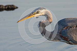 Great Blue Heron close up ready for a dive