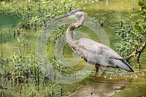 Great blue heron closeup