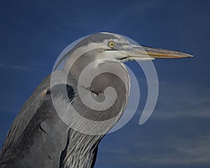 Great Blue Heron closeup